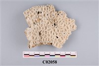 藏品(珊瑚化石)的圖片